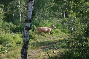 Elk roaming through the thick forest next to our cabin.