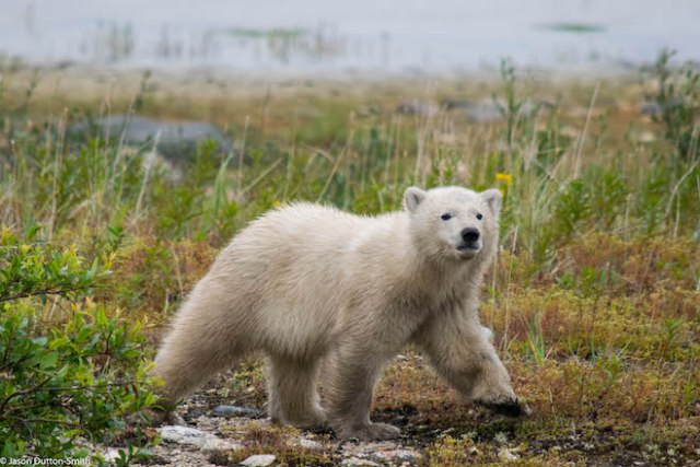 Baby polar bear - Image Jason Dutton-Smith