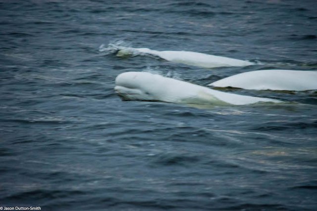 Beluga whales in Hudson Bay - Image Jason Dutton-Smith